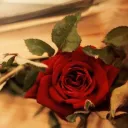 rosebriars