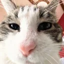 treybordo
