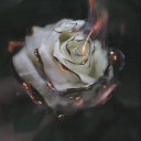 zigmund_froyd#8070's avatar