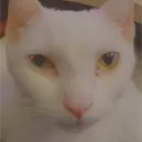 kitteh3854