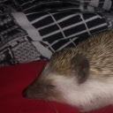 russel8619#4932's avatar