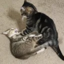 gigglebyte