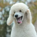 poodleboots