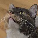 klingerr