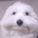 dreikam