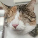 piputi
