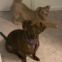 arfurious