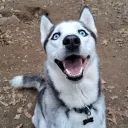 drbeast