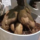 inagoprime