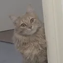 krixs