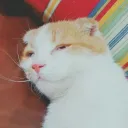 evuie