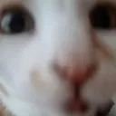 danideadcat