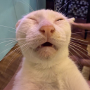 avatar zingkuti