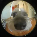ghostrickgilly