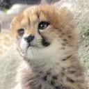 meekology