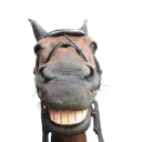 sherlocklynx
