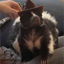 skunk_punk