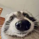 raccoonbits