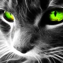 wildkatzchen