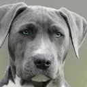 graydog01