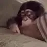 vale_b70