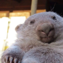 CombatWombat discord avatar