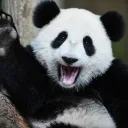 pandasocuteee