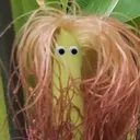 gaebaerae