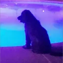 karu_ton