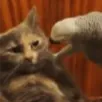 __dinocore__