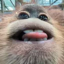 angyoilslick