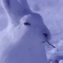 bunbunpal