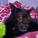 puub