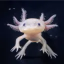 alwenk