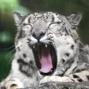 rexana