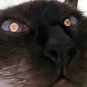 netopedrozo
