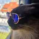 netopedrozo
