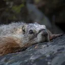 marmottin