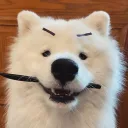kozji_ataq