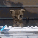 josephmeowlin