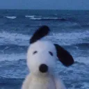dingoh