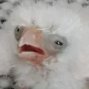 jaypasta