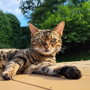 kaasbroodje#2846's avatar