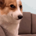 corginho