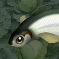 anthonyanchovy