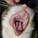 dunstatron