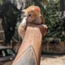stanjanab