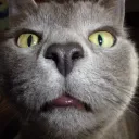 the_mighty_cat