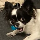 damirdamir