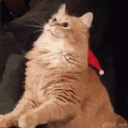 avatar 𝐑𝐚𝐢𝐧𝐛𝐨𝐰™